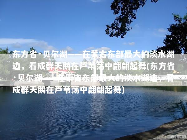东方省·贝尔湖——在蒙古东部最大的淡水湖边，看成群天鹅在芦苇荡中翩翩起舞(东方省·贝尔湖——在蒙古东部最大的淡水湖边，看成群天鹅在芦苇荡中翩翩起舞)