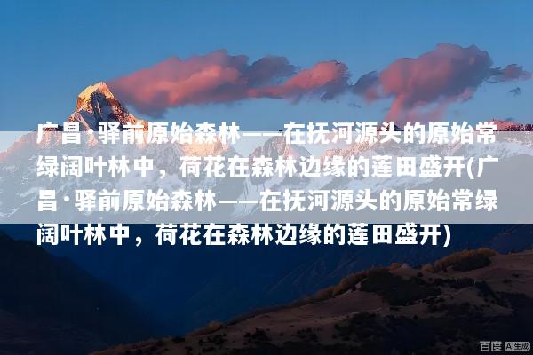 广昌·驿前原始森林——在抚河源头的原始常绿阔叶林中，荷花在森林边缘的莲田盛开(广昌·驿前原始森林——在抚河源头的原始常绿阔叶林中，荷花在森林边缘的莲田盛开)