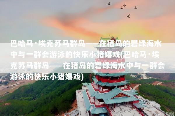 巴哈马·埃克苏马群岛——在猪岛的碧绿海水中与一群会游泳的快乐小猪嬉戏(巴哈马·埃克苏马群岛——在猪岛的碧绿海水中与一群会游泳的快乐小猪嬉戏)